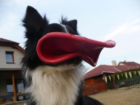 /album/alea/p1120763-jpg/